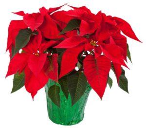 christmas poinsettia