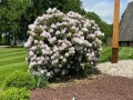 2025-05-30-IMG_5135