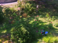 2025-09-11-Drone-vlcsnap-2025-09-26-11h23m02s688