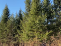 2025-12-18-CLC-Christmas-tree-felling-vlcsnap-2025-12-18-15h57m28s357