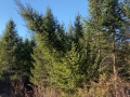 2025-12-18-CLC-Christmas-tree-felling-vlcsnap-2025-12-18-15h58m34s743
