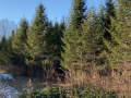 2025-12-18-CLC-Christmas-tree-felling-vlcsnap-2025-12-18-15h59m46s441