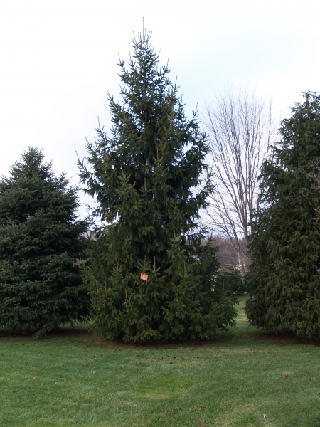2014-12-19 CLC Christmas Tree_PC199751