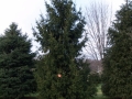 2014-12-19 CLC Christmas Tree_PC199751