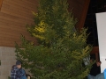 2015-12-18 CLC Xmas tree felling_standingPC181191