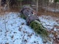 2025-12-18-CLC-Christmas-tree-felling-IMG_6859