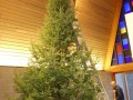 2025-12-19-XMAS-tree-field-to-Sanctuary-DSC04714