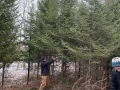 2022-12-15-CLC-Tree-harvest-and-uprighting-IMG_7032