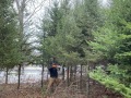 2022-12-15-CLC-Tree-harvest-and-uprighting-IMG_7034