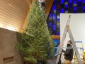 2022-12-15-CLC-Tree-harvest-and-uprighting-IMG_7046