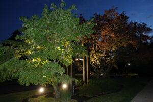 Nighttime scene showing a small landscaped area with two illuminated trees—one with bright green leaves in the foreground and another with reddish-brown foliage behind it. Between them stands a tall, dark structure holding a bell, lit by ground lights that cast a warm glow against the dark blue sky.
