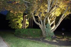 Nighttime landscape featuring a large multi‑trunk tree illuminated by ground lights, its branches and leaves glowing warmly against the dark sky. Behind the tree stands a tall wooden frame with a hanging bell, also lit from below. The scene includes neatly trimmed shrubs, mulch beds, and a small evergreen bush, creating a peaceful, well‑maintained garden atmosphere.